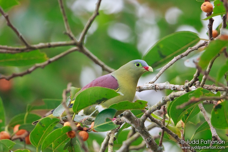 Thick-billed Pigeon, Kaeng Krachan National Park, Phetchaburi, Thailand